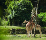 l-rannou-girafes-branfere-web-1024x898-9457