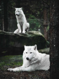 loups-blancs-9570