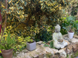 sous-les-etoiles-de-paimboeuf-jardin-bouddha-9741