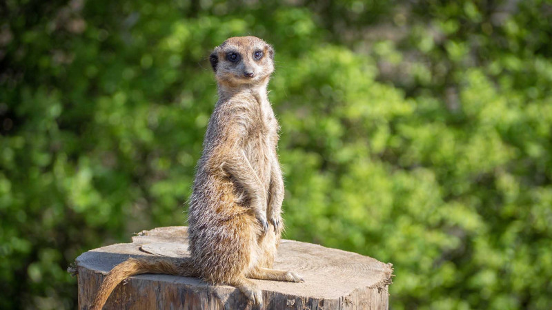 suricate-9574