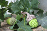 acorn-hooks-crochet-noel-25006