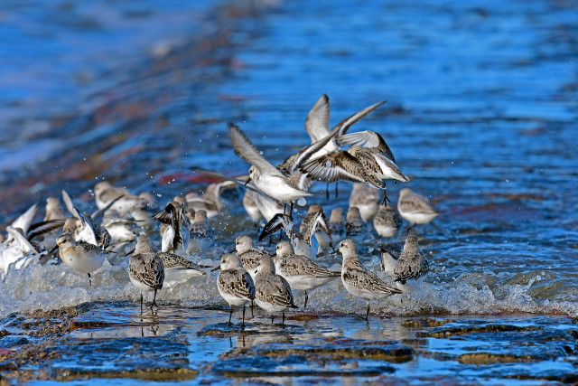 sanderlings-2840807-1280-20700