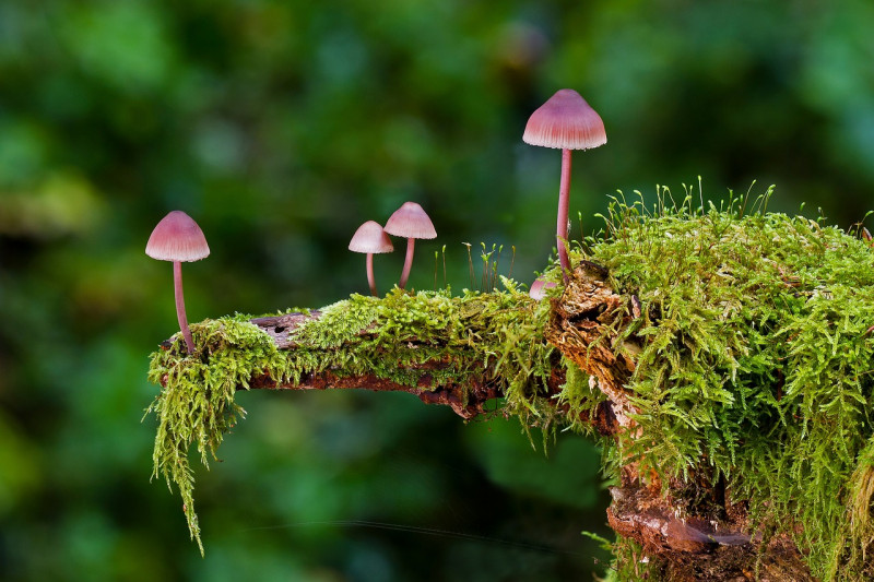 c-est-la-saison-des-champignons-asso-hirondelle-association-hirondelle-24525